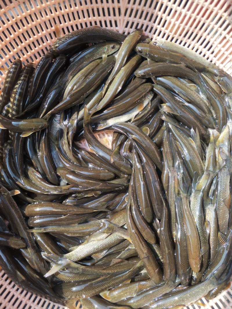 优质青龙棒（华鲮）提供养殖技术可送货上门货到付款