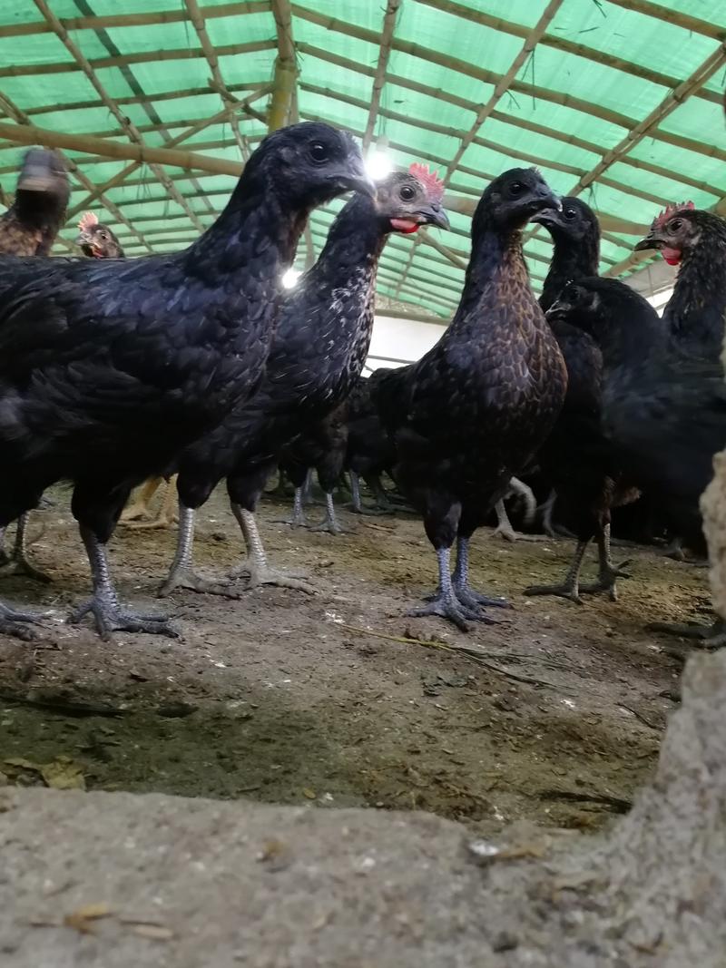 脱温五黑鸡，广东省内交易，可以零售