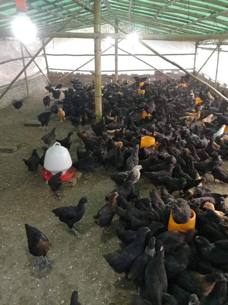 脱温五黑鸡，广东省内交易，可以零售