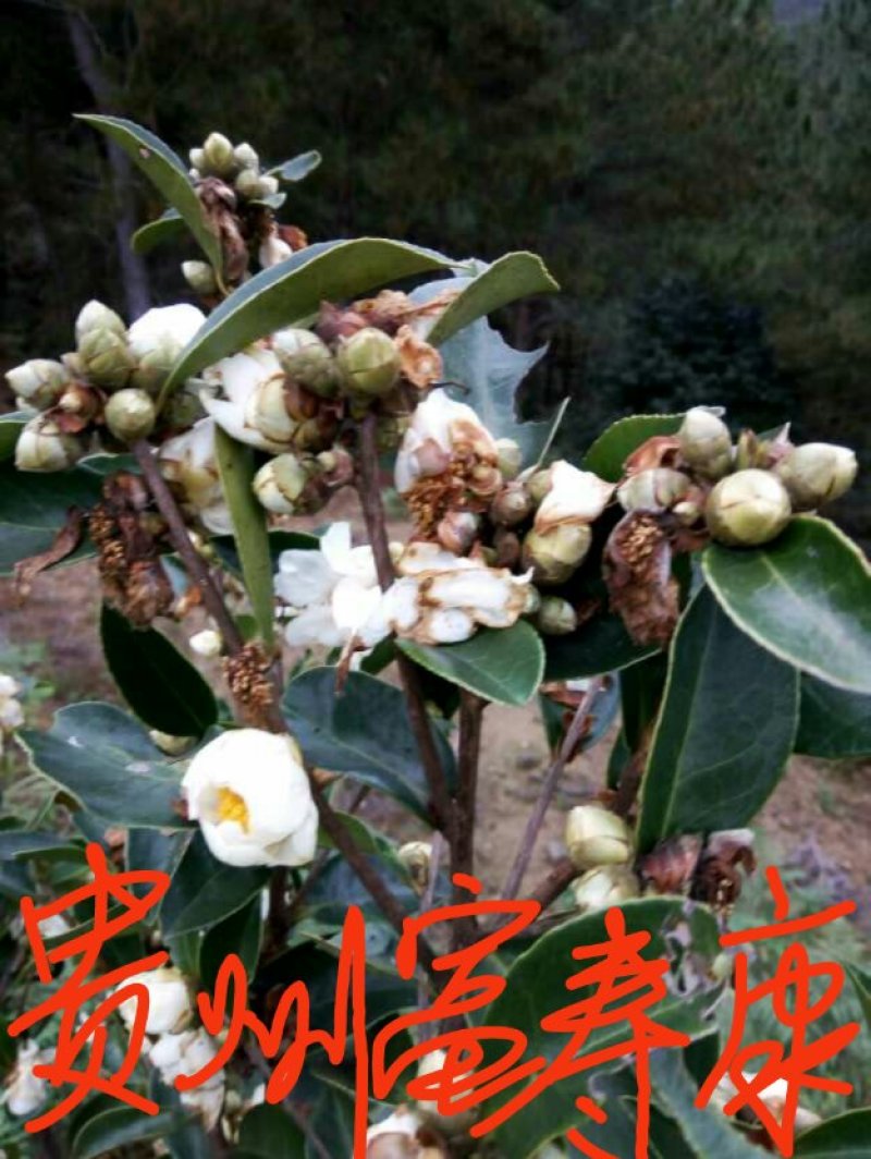 芩软2号，3号油茶