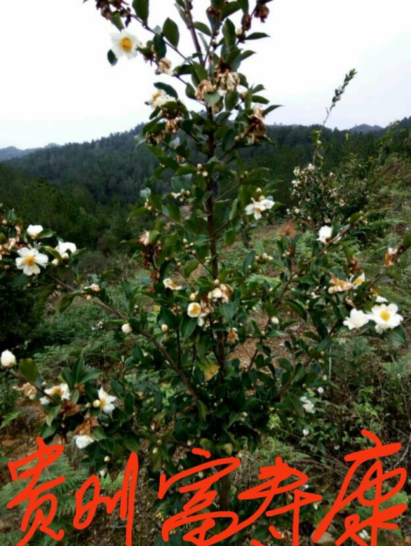 芩软2号，3号油茶
