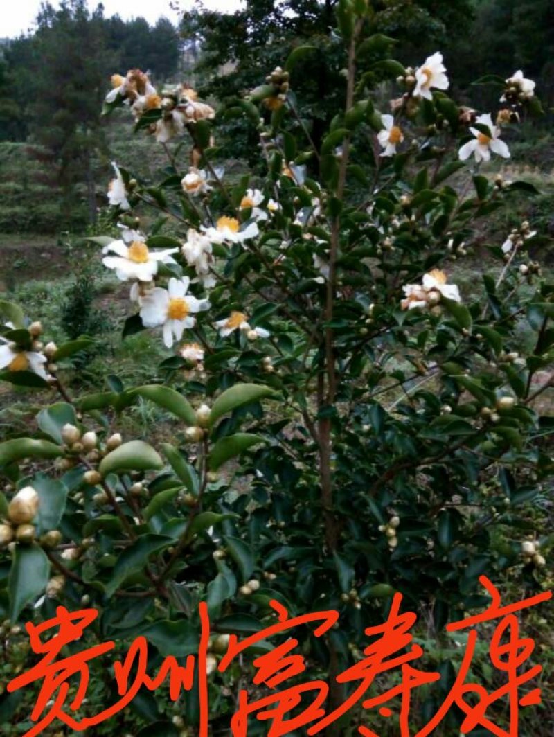 芩软2号，3号油茶