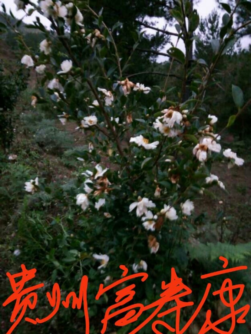 芩软2号，3号油茶