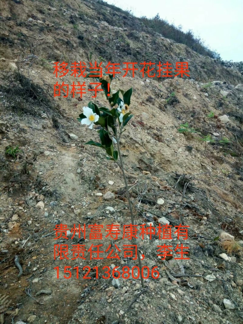 芩软2号，3号油茶
