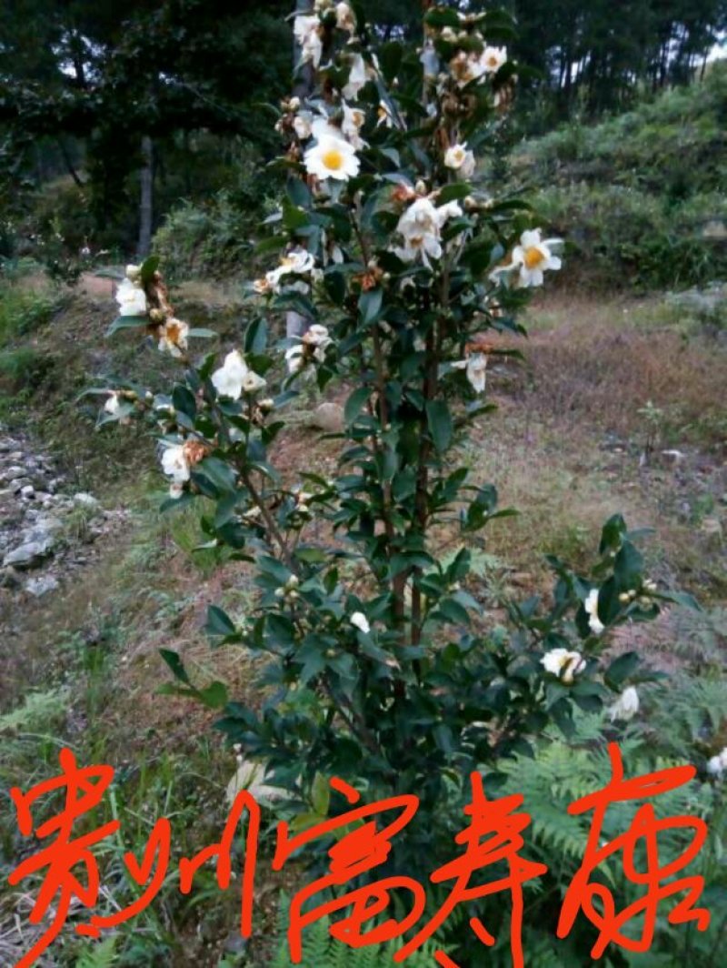 芩软2号，3号油茶