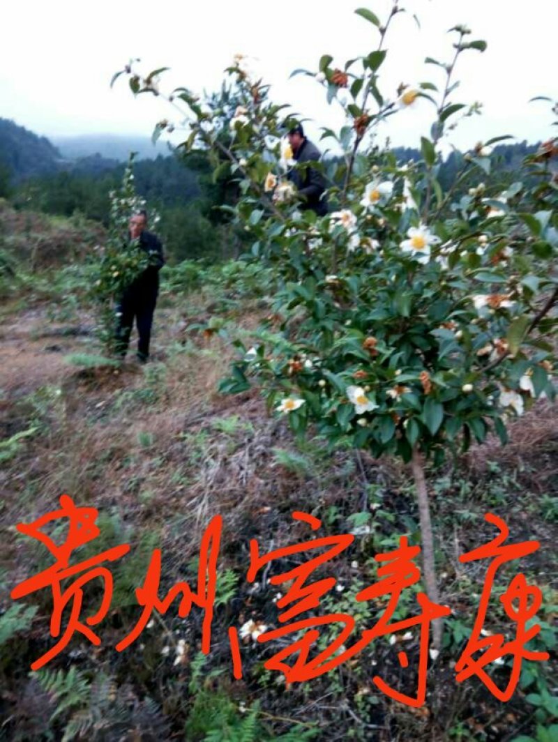 芩软2号，3号油茶