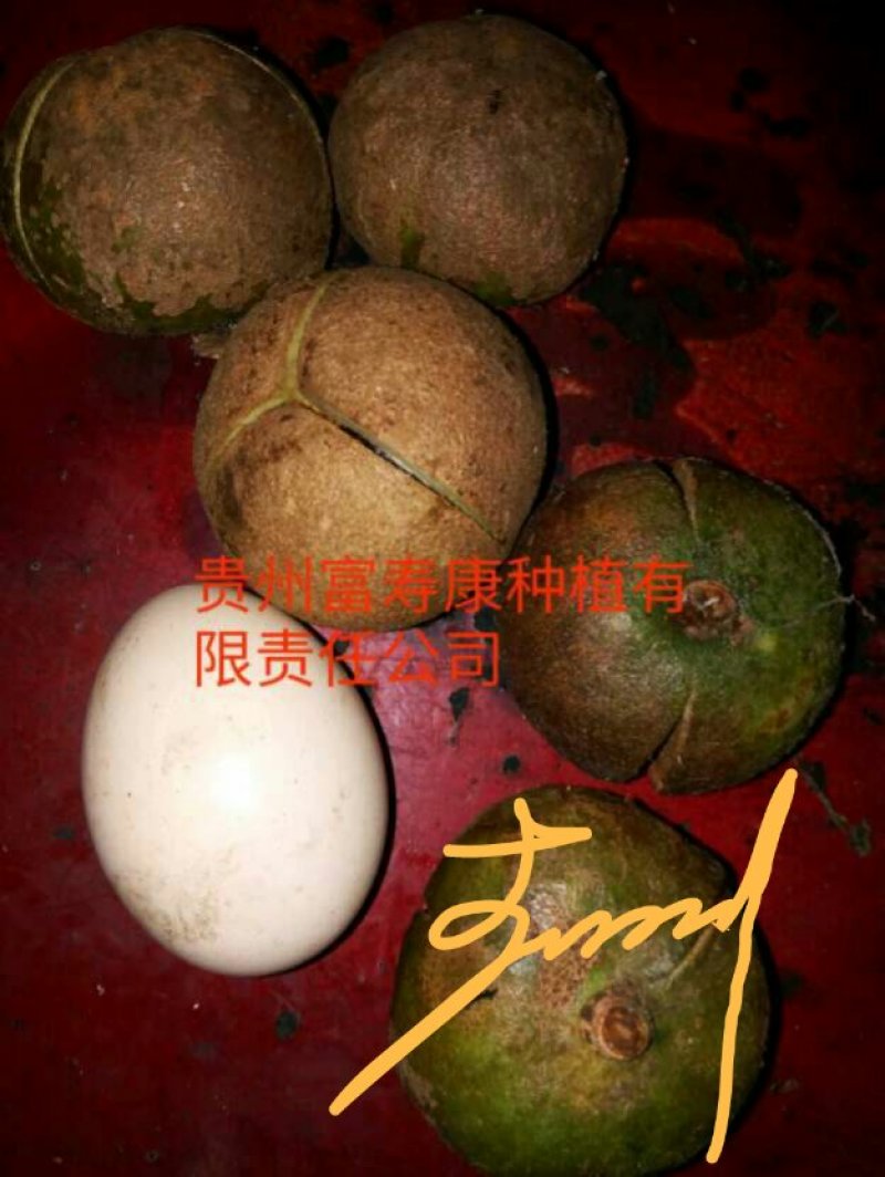芩软2号，3号油茶