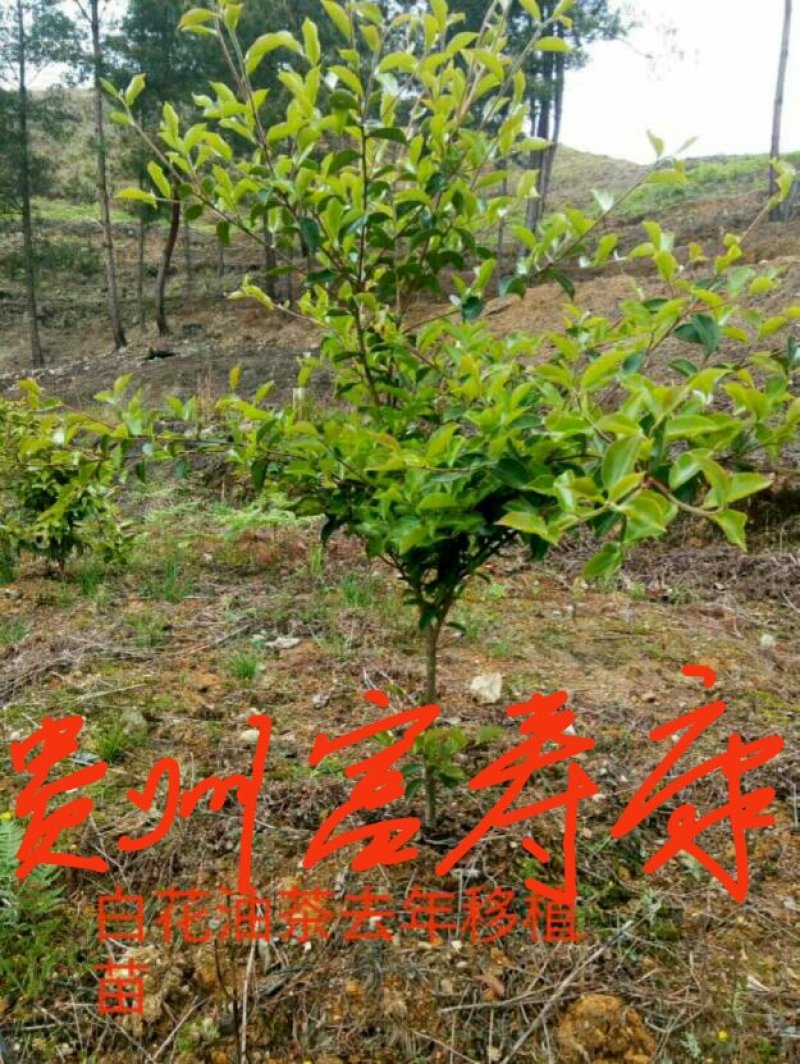 芩软2号，3号油茶