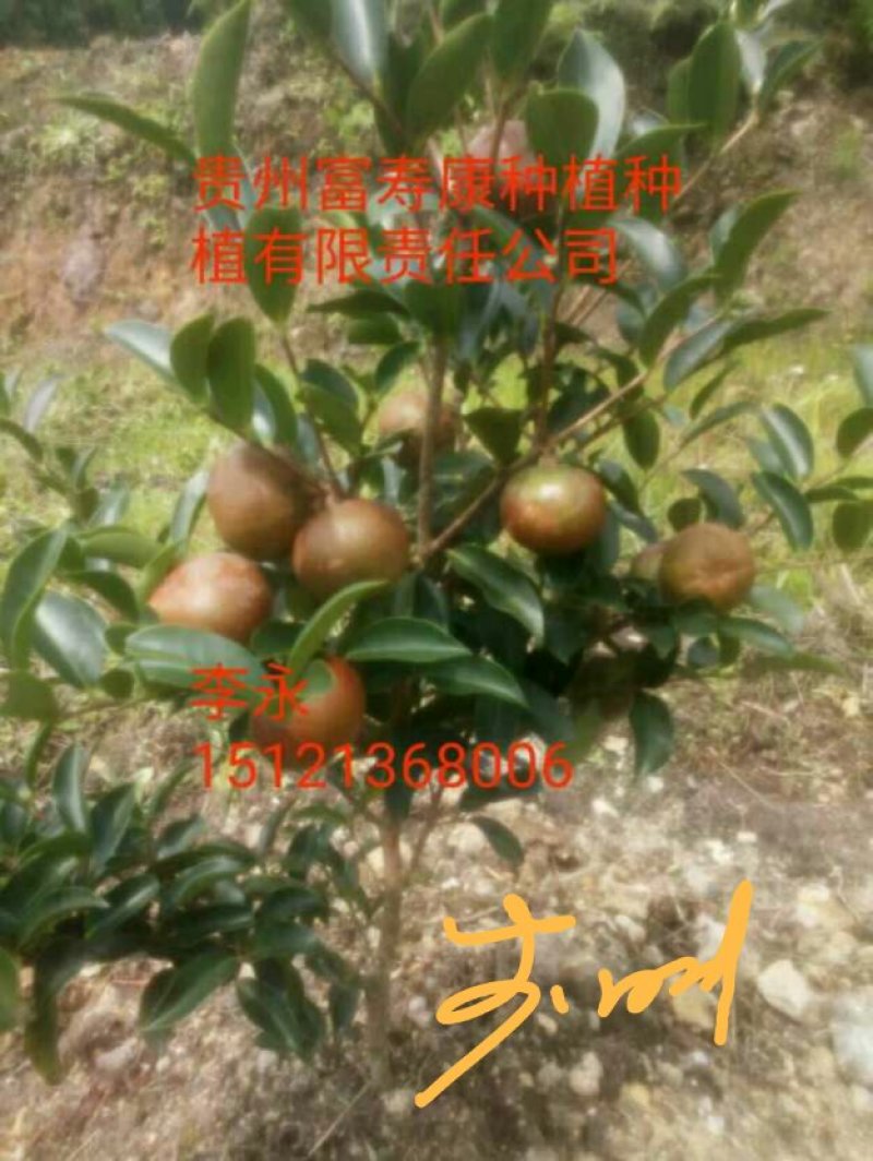 芩软2号，3号油茶