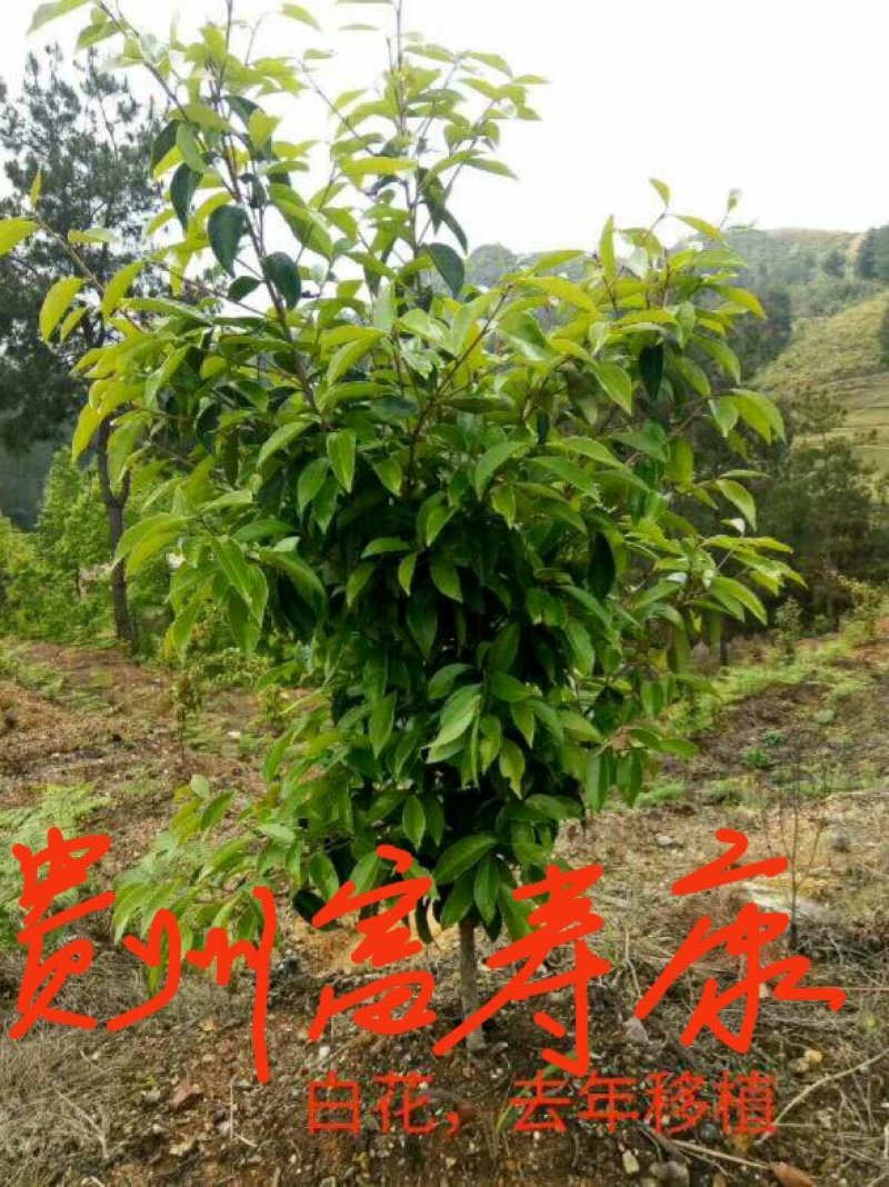 芩软2号，3号油茶