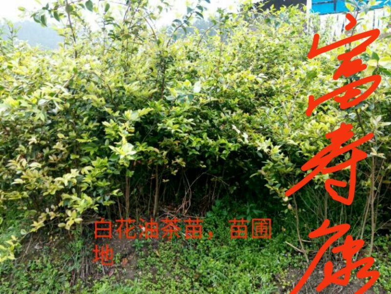 芩软2号，3号油茶