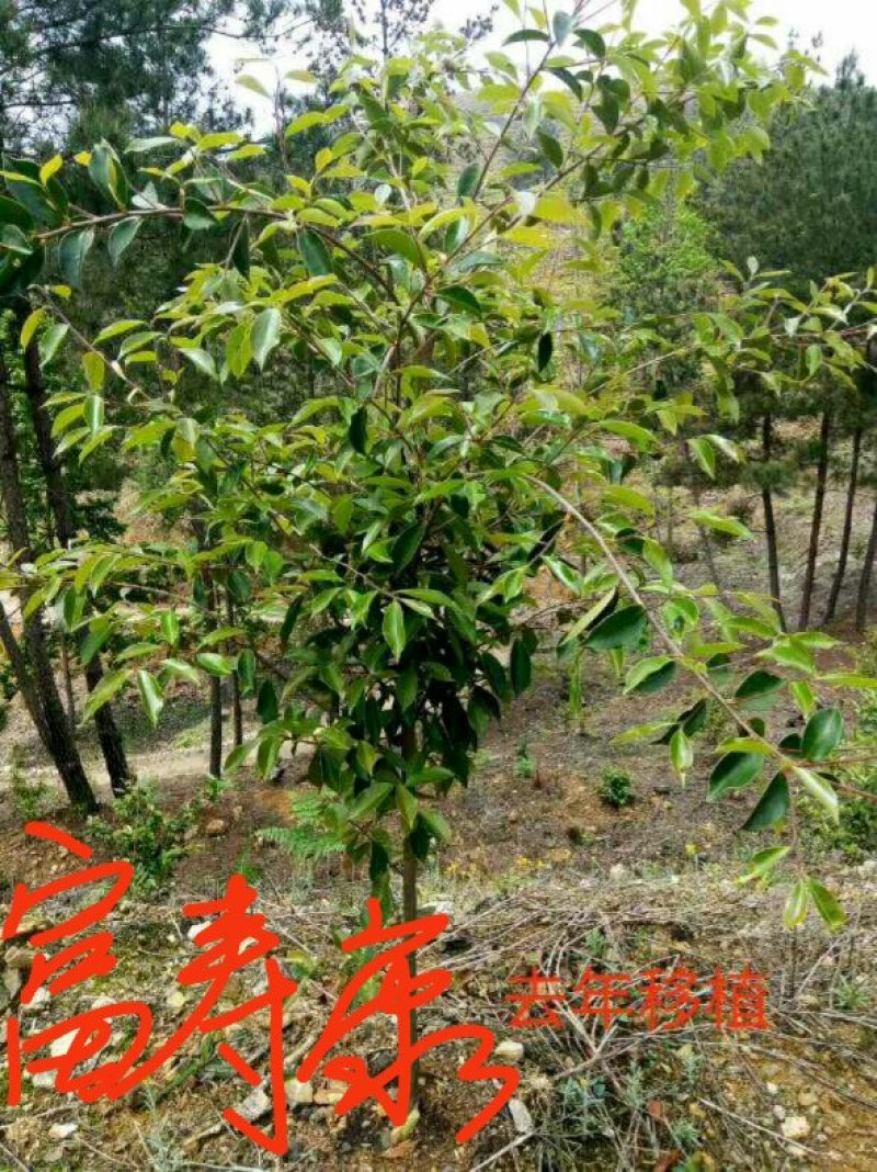 芩软2号，3号油茶
