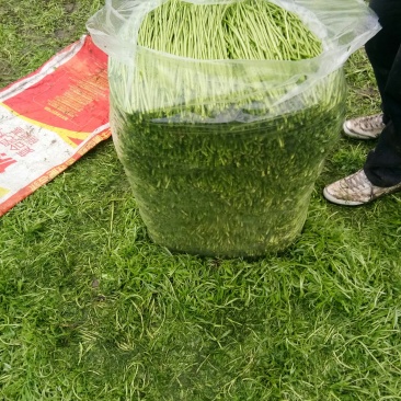 芦蒿净篙
