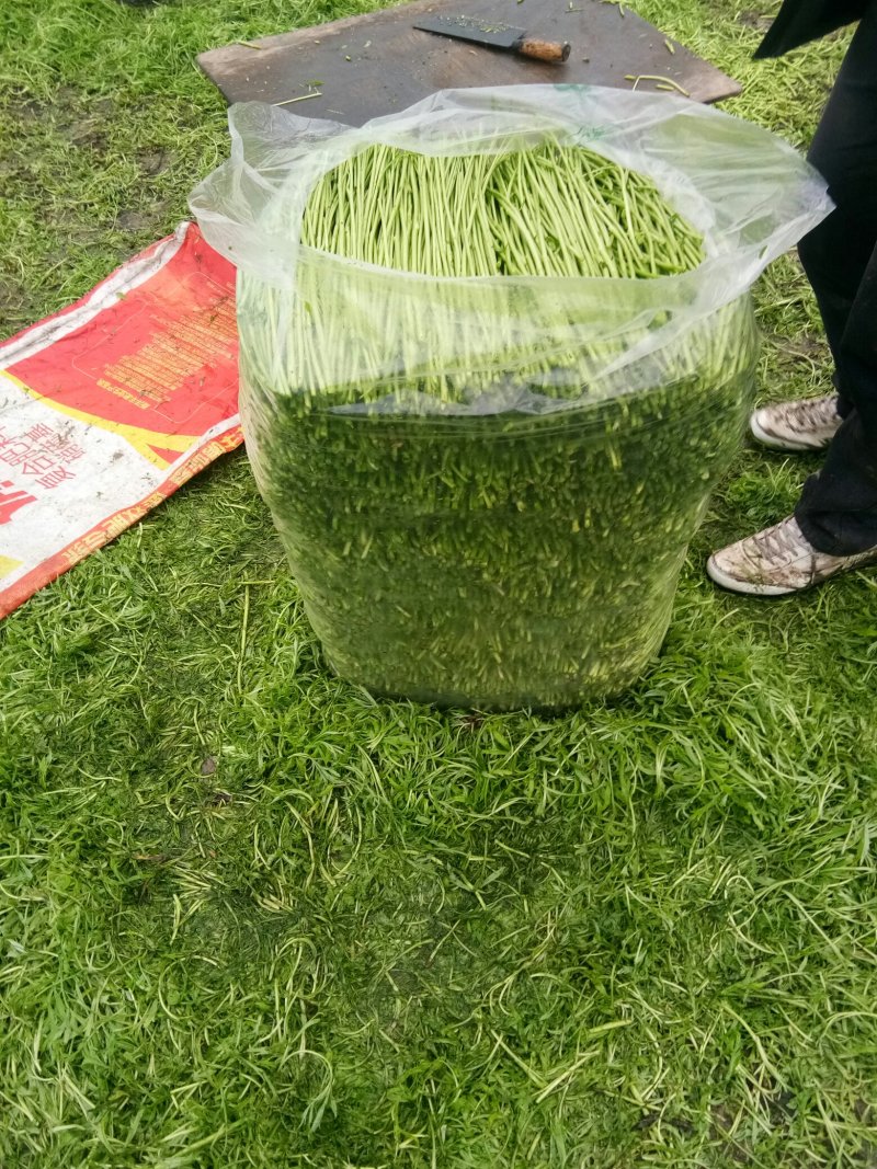 芦蒿净篙