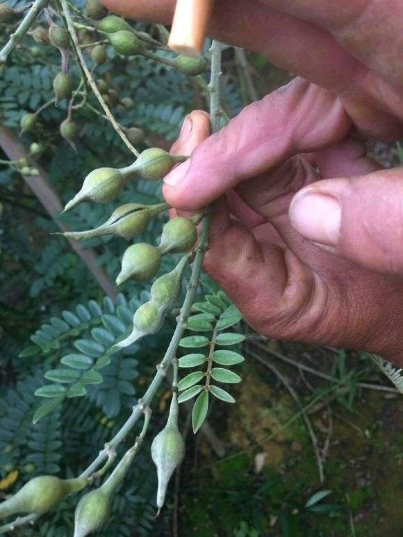 山豆根种子