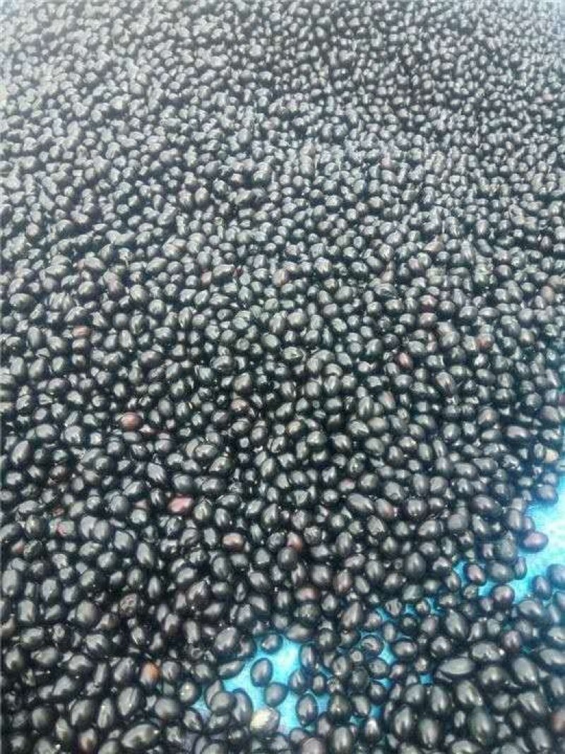 山豆根种子发芽率95%以上货到付款免费提供种植技术