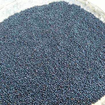 山豆根种子发芽率95%以上货到付款免费提供种植技术