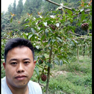 布福娜树苗