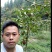 布福娜树苗