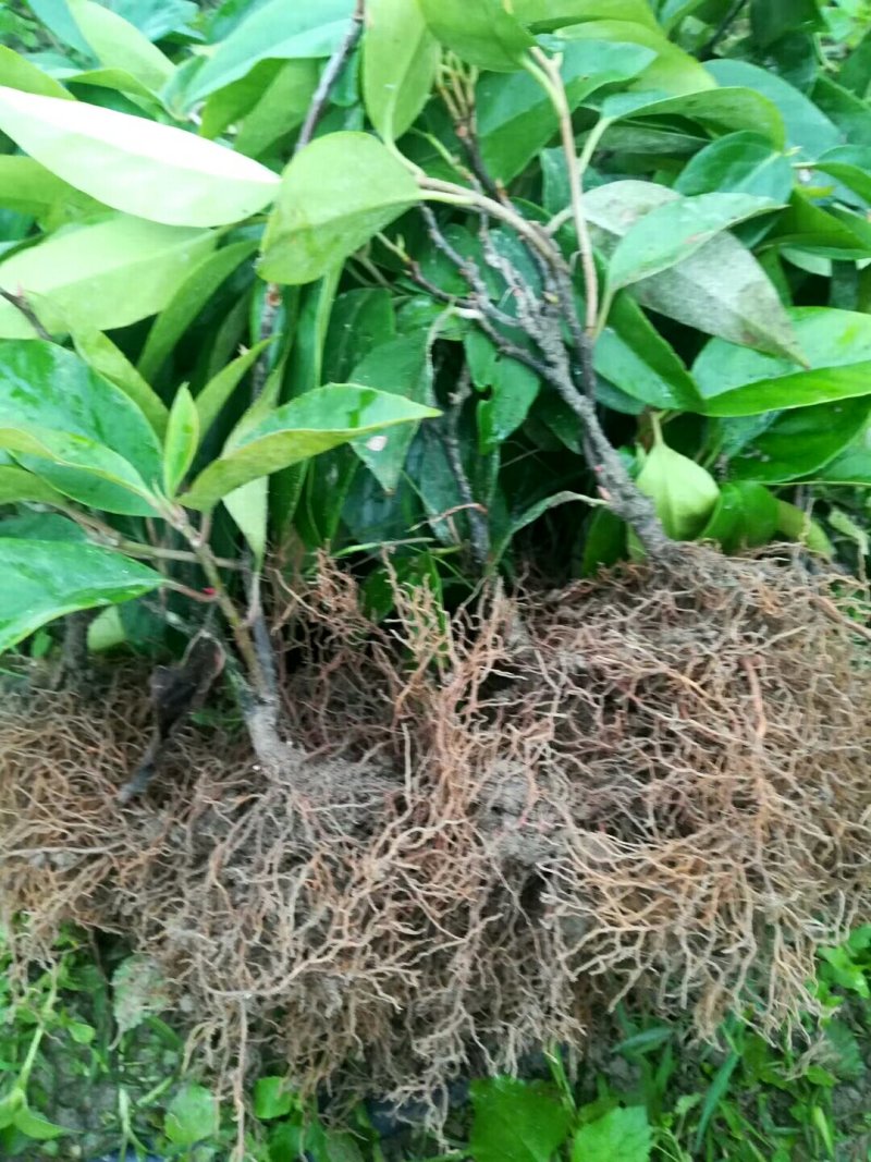 布福娜树苗