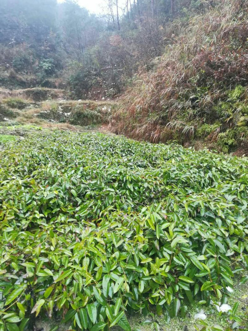 布福娜树苗