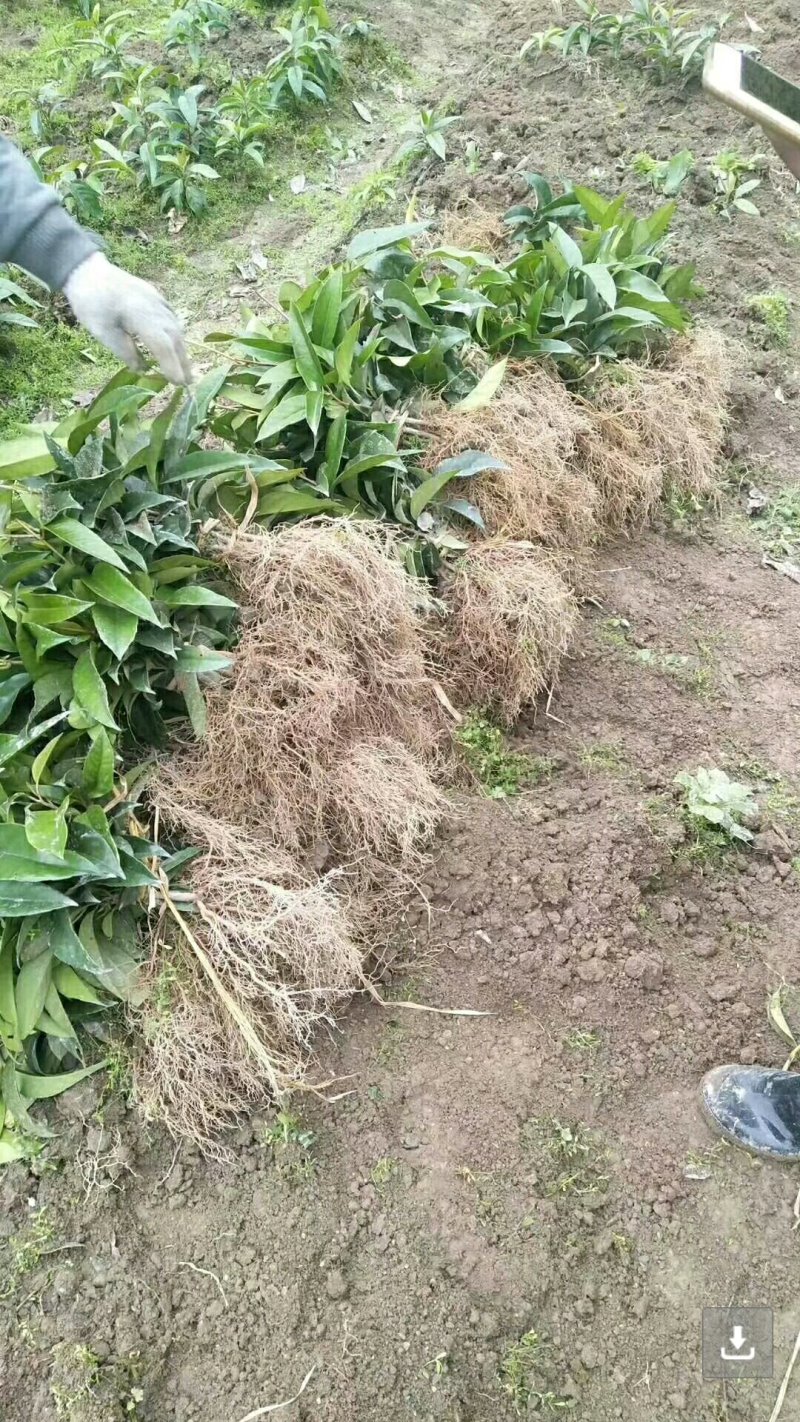 布福娜树苗