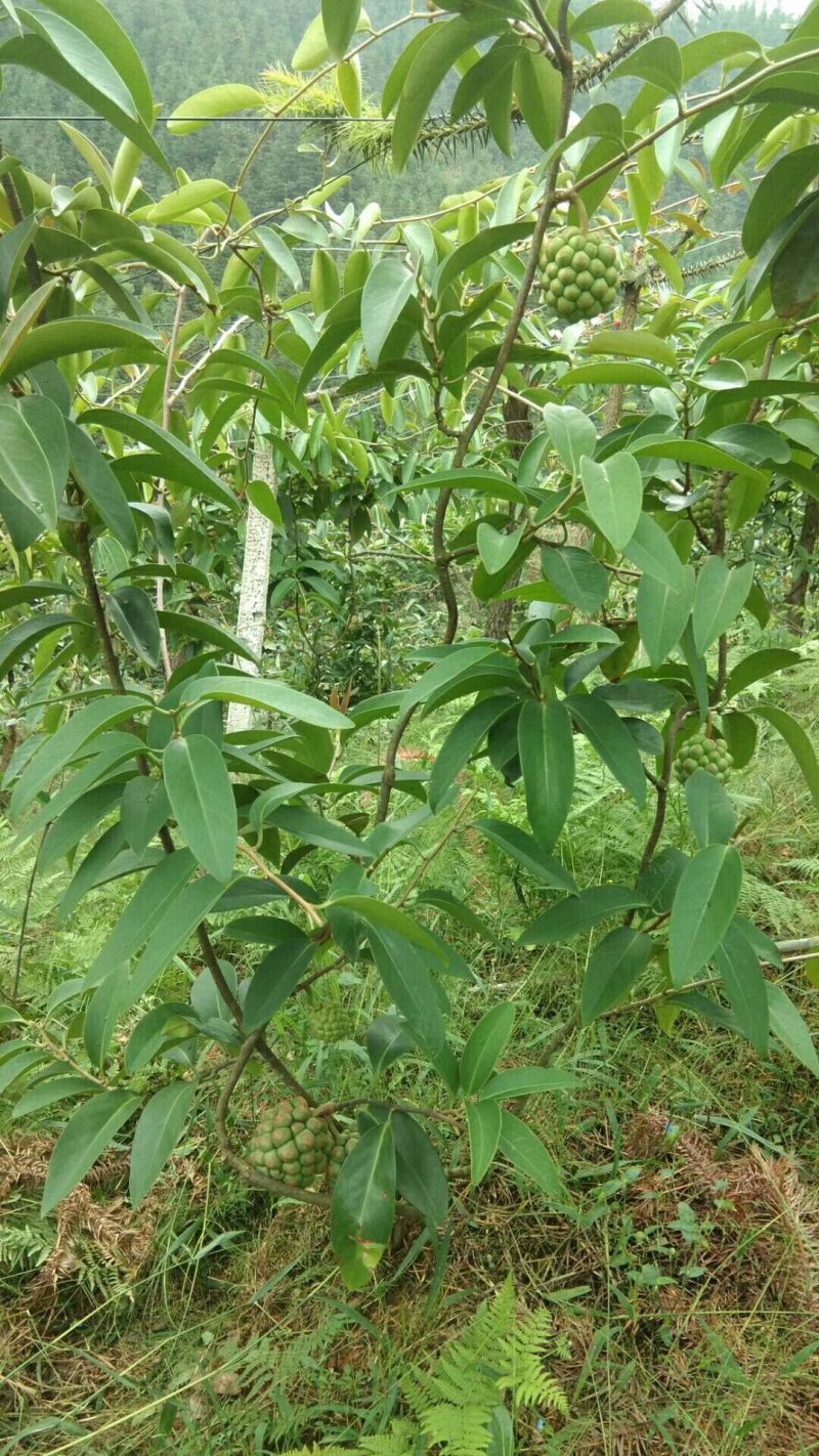布福娜树苗