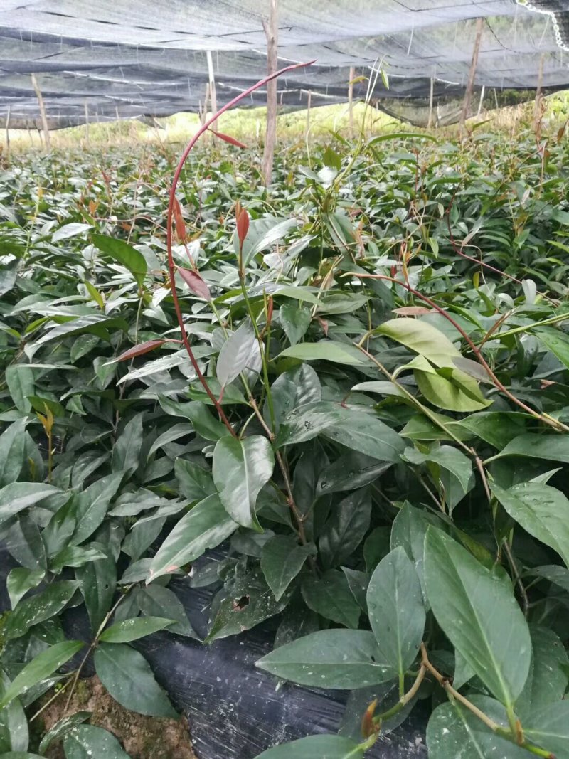 布福娜树苗