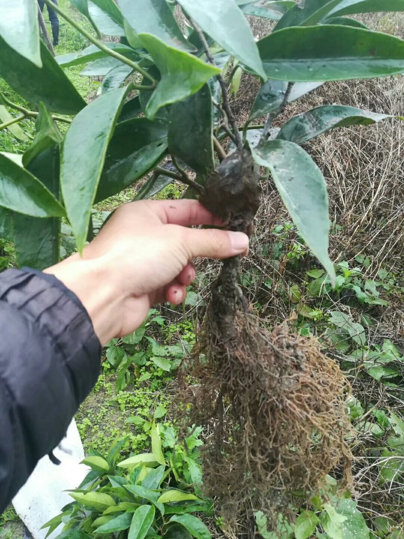布福娜树苗