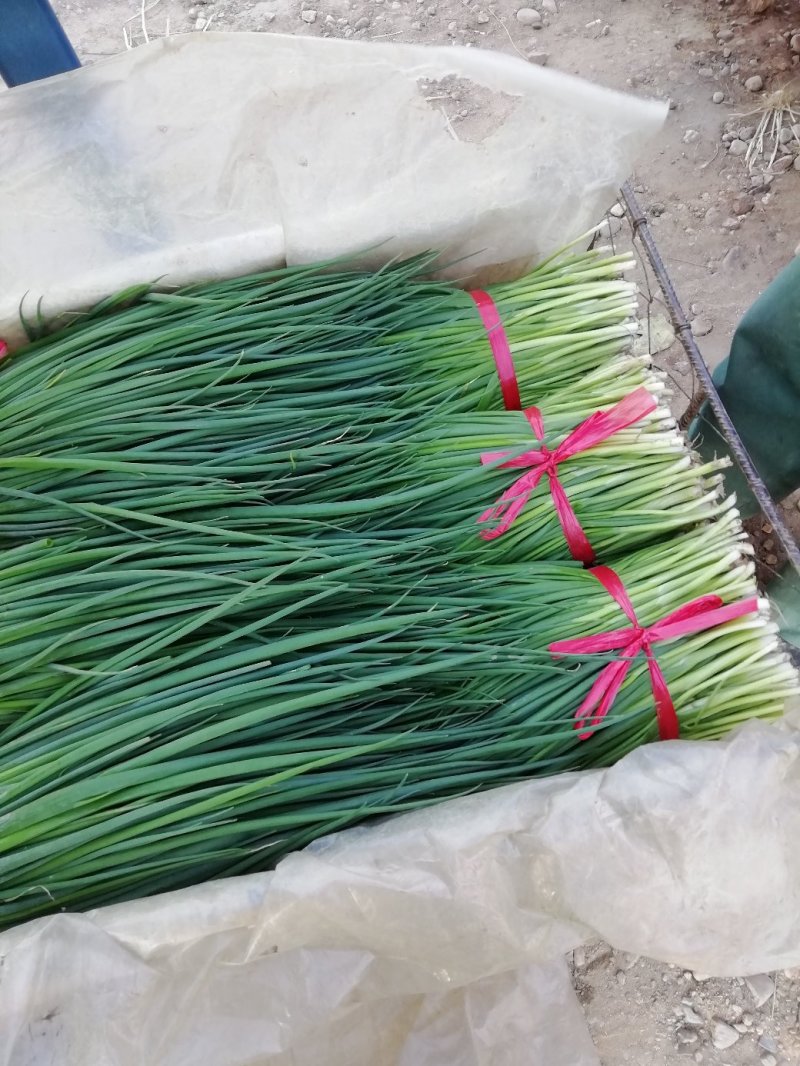 精品小葱菜，万亩产地直发，质量保证，欢迎致电合作