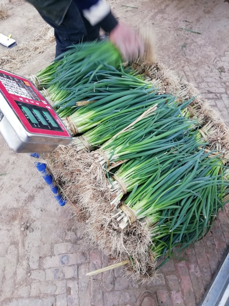 精品小葱菜，万亩产地直发，质量保证，欢迎致电合作