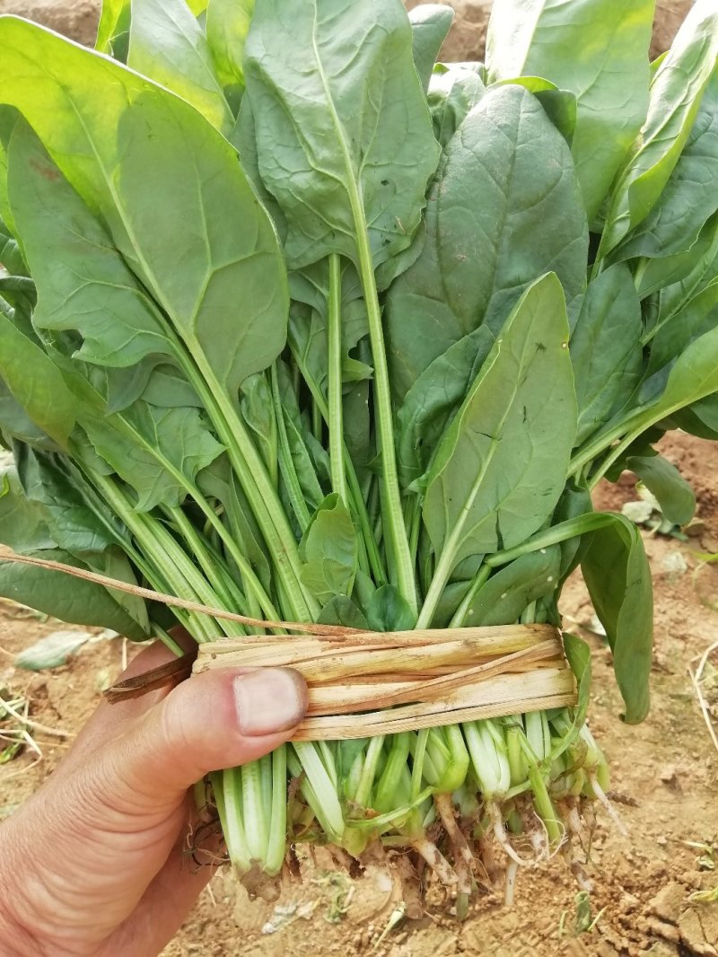 精品小葱菜，万亩产地直发，质量保证，欢迎致电合作