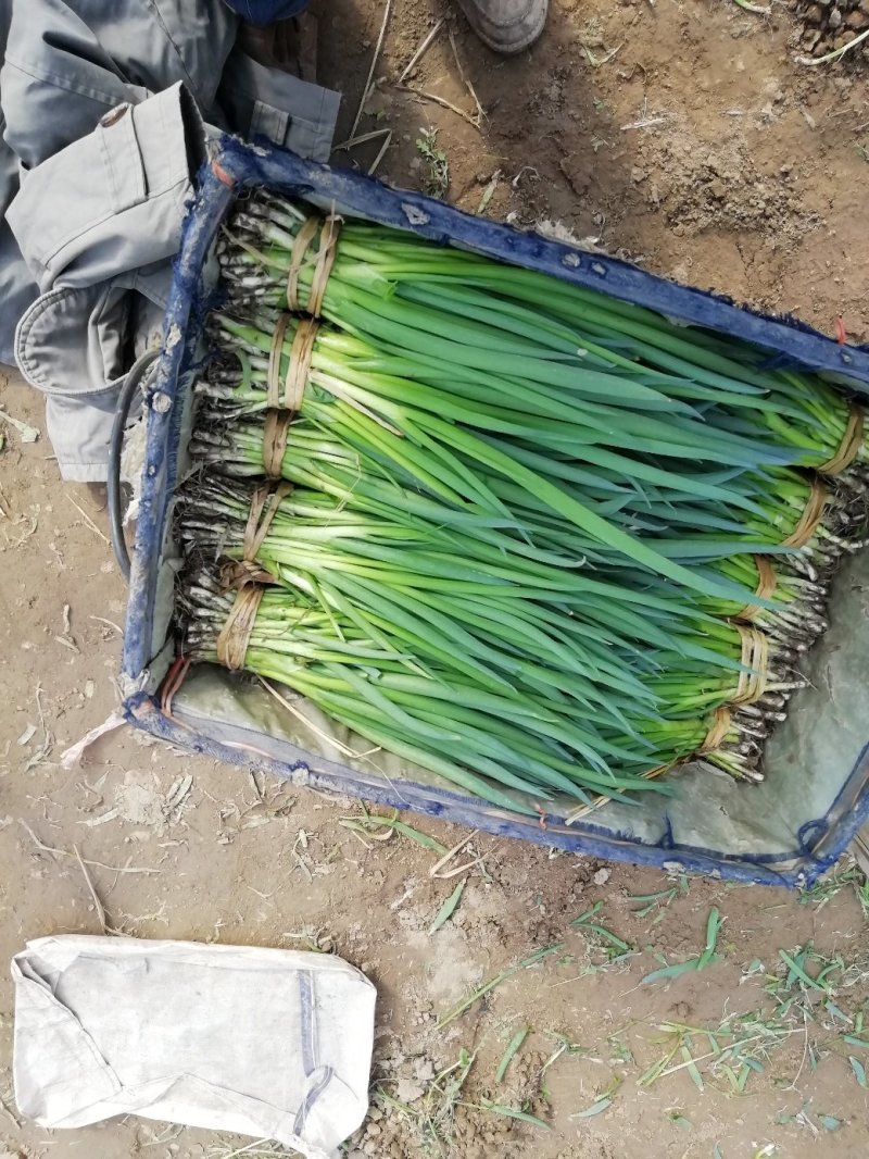 精品小葱菜，万亩产地直发，质量保证，欢迎致电合作