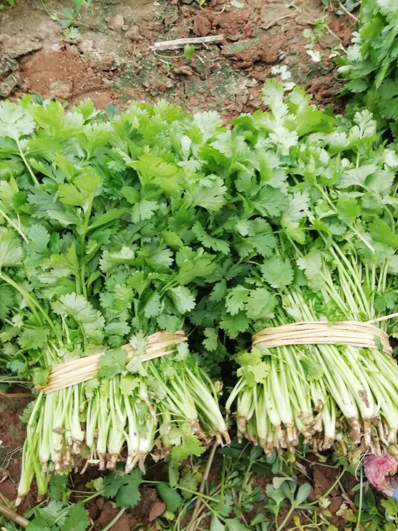 精品小葱菜，万亩产地直发，质量保证，欢迎致电合作