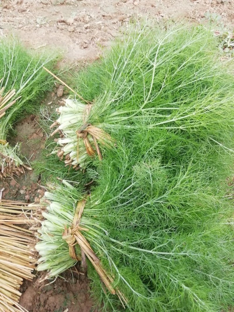 精品小葱菜，万亩产地直发，质量保证，欢迎致电合作