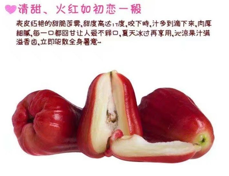 大叶莲雾苗2年苗连雾苗黑金刚连雾苗