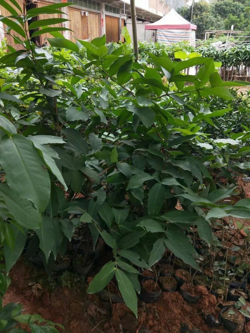 大叶莲雾苗2年苗连雾苗黑金刚连雾苗