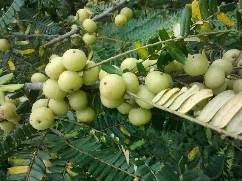 余甘果苗余甘果苗2年苗种植第二可以年挂果嫁接苗