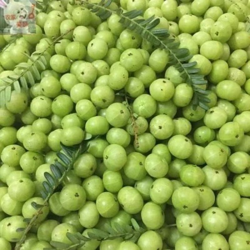 余甘果苗余甘果苗2年苗种植第二可以年挂果嫁接苗