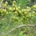 余甘果苗余甘果苗2年苗种植第二可以年挂果嫁接苗