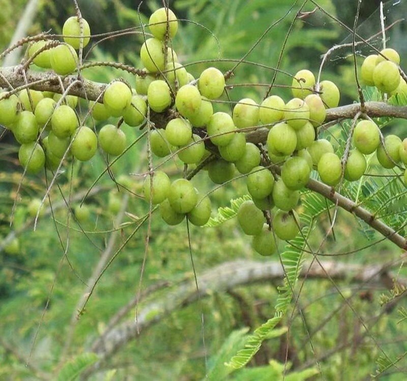 余甘果苗余甘果苗2年苗种植第二可以年挂果嫁接苗
