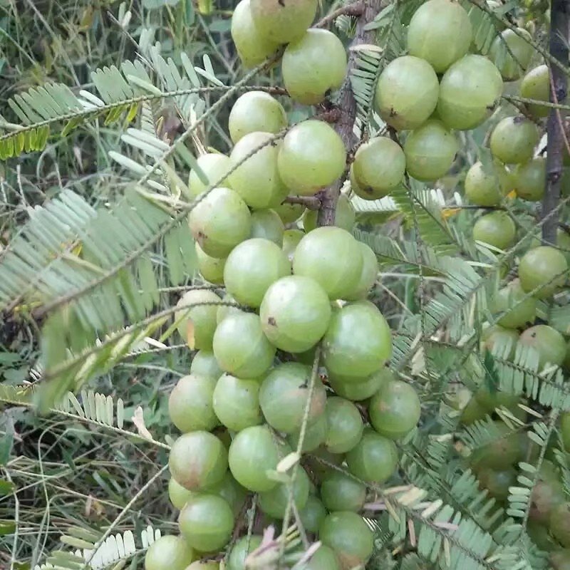 余甘果苗余甘果苗2年苗种植第二可以年挂果嫁接苗
