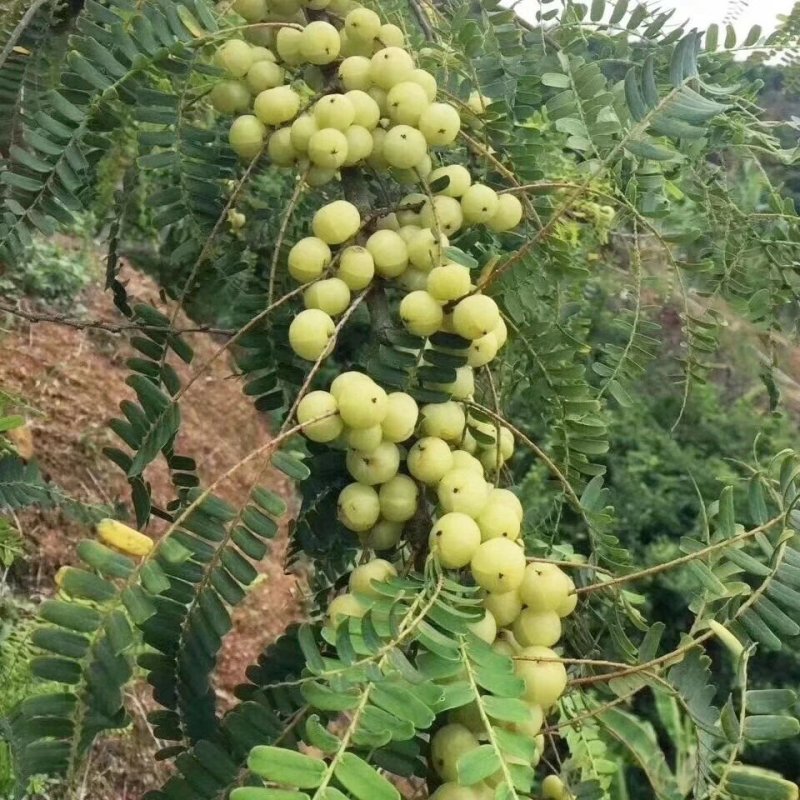 余甘果苗余甘果苗2年苗种植第二可以年挂果嫁接苗