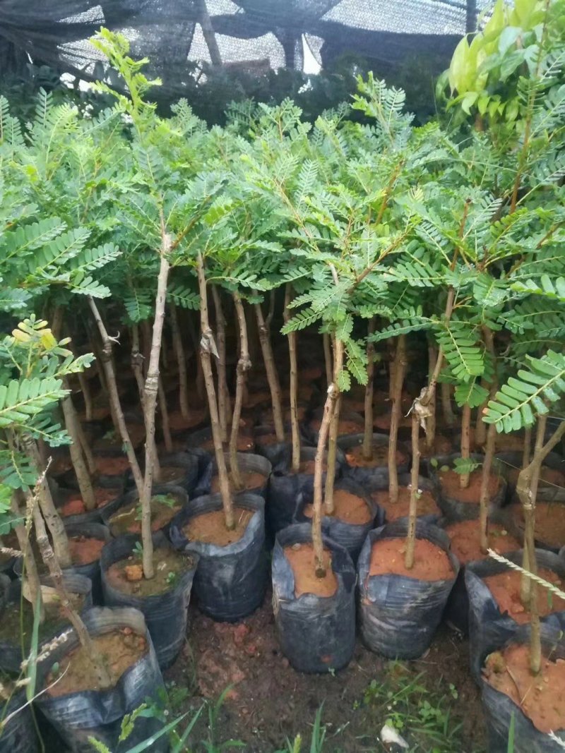 余甘果苗余甘果苗2年苗种植第二可以年挂果嫁接苗
