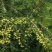 余甘果苗余甘果苗2年苗种植第二可以年挂果嫁接苗