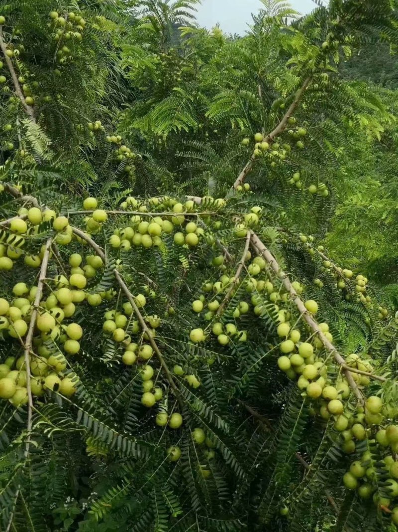 余甘果苗余甘果苗2年苗种植第二可以年挂果嫁接苗