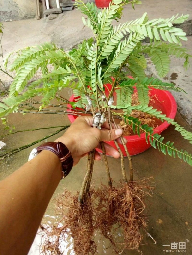 余甘果苗余甘果苗2年苗种植第二可以年挂果嫁接苗