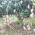 红贵妃芒果苗红贵妃芒果苗台农芒果苗广西芒果苗
