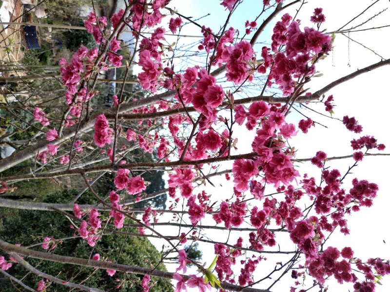 牡丹八重樱