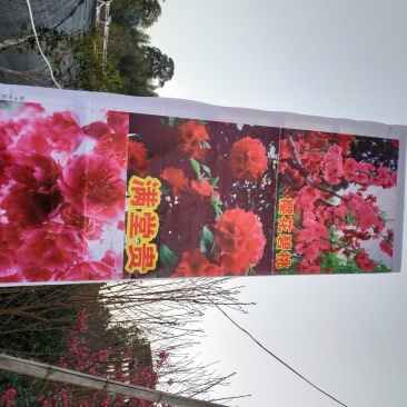 牡丹八重樱